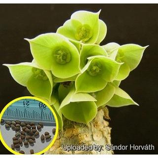 ユーフォルビア アンカレンシス Euphorbia Ankarensis の種子 Cts Epb Euphorbia Ankarensis 多肉植物ワールド 通販 Yahoo ショッピング