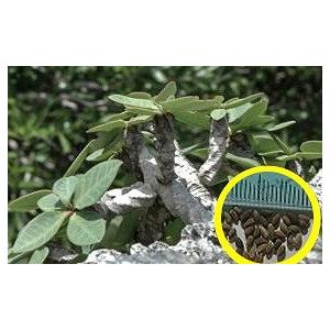 ユーフォルビア アウレオビリディフォリア 多頭 isla del pescado - Euphorbia aureoviridiflora-ユーフォルビア