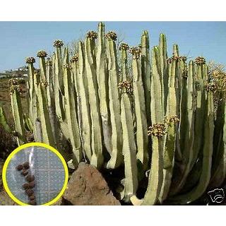 ユーフォルビア・カナリエンシス（墨キリン）(Euphorbia