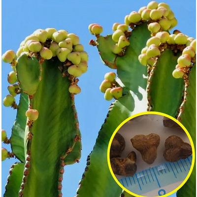 種子16粒 ユーフォルビア カンデラブルム(Euphorbia candelabrum