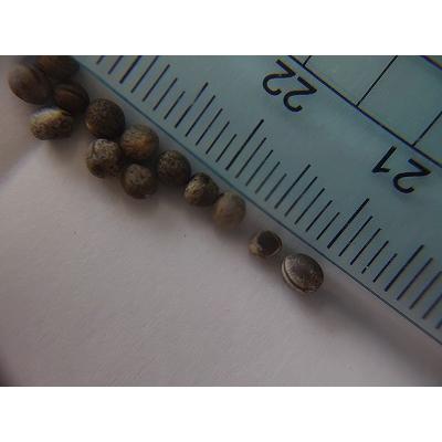 希少種子 ユーフォルビア ブラウンシー 種子20粒 希少種子 ユーフォルビア ブラウンシー 種子20粒 Yahoo