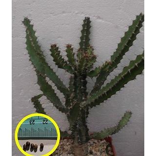 ユーフォルビア ハドラマウチカ 種子10粒 Yahoo!オークション - ユーフォルビア ハドラマウチカ euphorbia