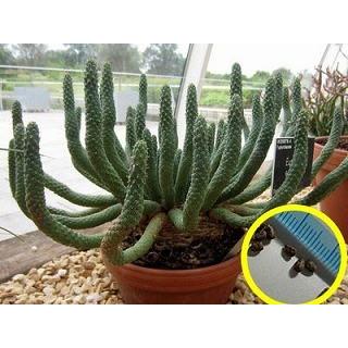 ユーフォルビア 閻魔キリン(Euphorbia esculenta)の種子 : 多肉 ユーフォルビア 閻魔キリン(Euphorbia esculenta)の種子 : 多肉
