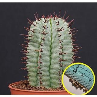 ユーフォルビア　ホリダ　RS202 ① No.017 ユーフォルビア ホリダ / Euphorbia Horrida 特選株 Φ13