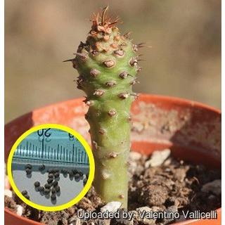 ユーフォルビア・パキポディオイデス(Euphorbia pachypodioides ユーフォルビア・パキポディオイデス(Euphorbia pachypodioides