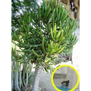 ユーフォルビア テトラゴナ Euphorbia Tetragona の種子 Cts Epb Euphorbia Tetragona 多肉植物ワールド 通販 Yahoo ショッピング