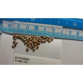 種子10粒 ユーフォルビア・ミルクブッシュ(緑珊瑚)(Euphorbia