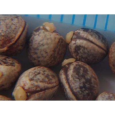 ユーフォルビア ハドラマウチカ 種子10粒 超新鮮! Euphorbia hadramauticaの種10粒 - メルカリ