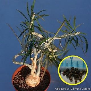 ユーフォルビア・ワリンギアエ(Euphorbia waringiae)の種子