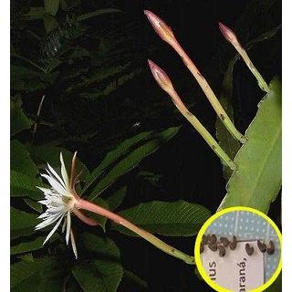 孔雀サボテン エピフィルム Www Hermosa Co Jp