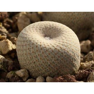 アワビ姫 販売 小人の帽子 群生 エピテランサ サボテン 多肉植物 エピテランサ 小人の帽子 Epithelantha bokeiのショッピング