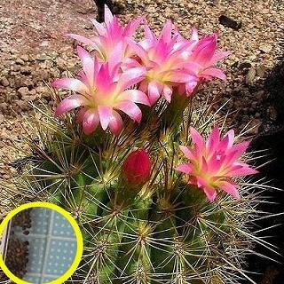 種子5粒 エリオシケ（ネオポルテリア） 利踏天（Eriosyce