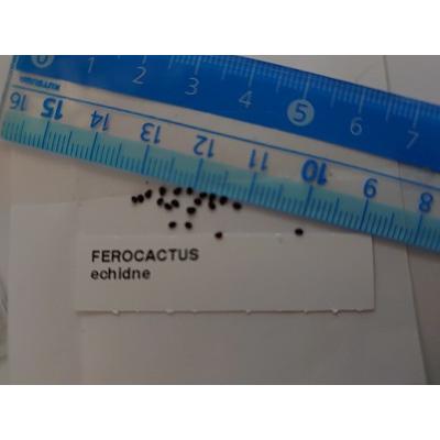 フェロカクタス　竜虎の種子(Ferocactus　echidne)｜succulent｜02