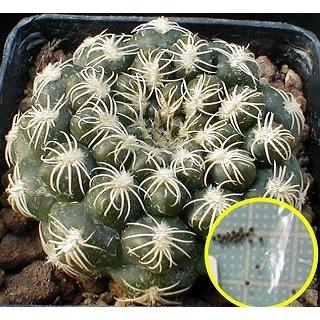 種子15粒 ギムノカリキウム 火星丸(Gymnocalycium calochlorum) : 多肉