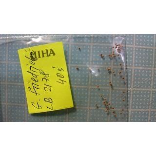 種子15粒 ギムノカリキウム 牡丹玉(フリードリッヒ) LB2178