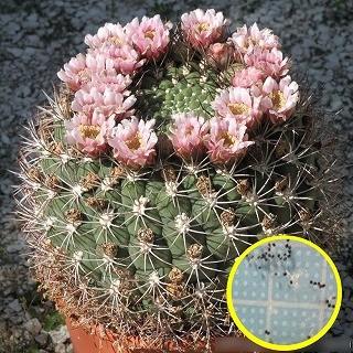 ギムノカリキウム 新天地 Gymnocalycium Saglione の種子 Cts Gcc Gymnocalycium Saglione 多肉植物ワールド 通販 Yahoo ショッピング