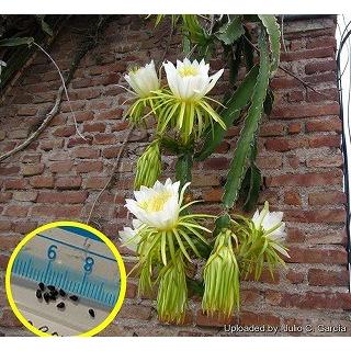 ドラゴンフルーツのヒロケレウス ウンダツス 三角柱 Hylocereus Undatus の種子 Cts Hyc Hylocereus Undatus 多肉植物ワールド 通販 Yahoo ショッピング