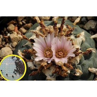 種子15粒 ロホホラ 烏羽玉(ペヨーテ) (Lophophora williamsii 種子15粒 ロホホラ 烏羽玉(ペヨーテ) (Lophophora williamsii