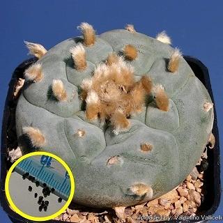 チャピたま様　プラナロム ローズオットー、ユーカリラディアタ、ラヴィンツァラ チャピたま様 プラナロム ローズオットー、ユーカリラディアタ