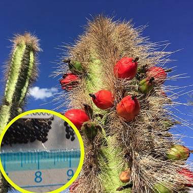 種子15粒 ロフォケレウス 福禄寿 （Lophocereus schottii） : 多肉植物