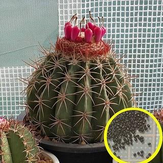 ［特大］メロカクタス クルビスピナス ドライガーデン 特大］メロカクタス クルビスピナス ドライガーデン 🌵 ピーク