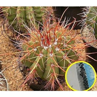 メロカクタス アーネスティー 茜雲 Melocactus Ernestii の種子 Cts Mls Melocactus Ernestii 多肉植物ワールド 通販 Yahoo ショッピング