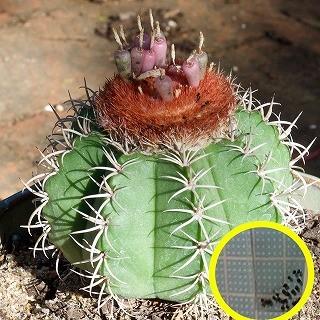種子10粒 メロカクタス・マタンザヌス(朱雲)(Melocactus matanzanus)の