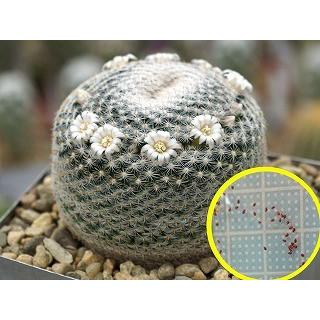 マミラリア 雪絹丸(mammillaria microthele)の種子 : 多肉植物ワールド
