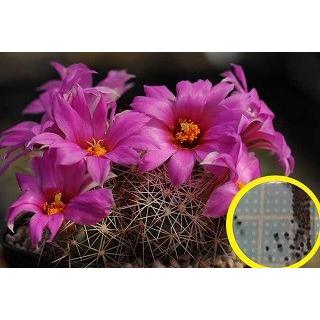 マミラリア 蓬莱宮(Mammillaria schumannii)の種子 : 多肉植物