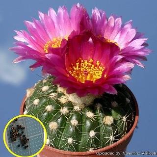 ノトカクタス ウェベルマニアナス 菫丸 すみれまる Notocactus Uebelmannianus の種子 Cts Ntc Notocactus Uebelmannianus 多肉植物ワールド 通販 Yahoo ショッピング