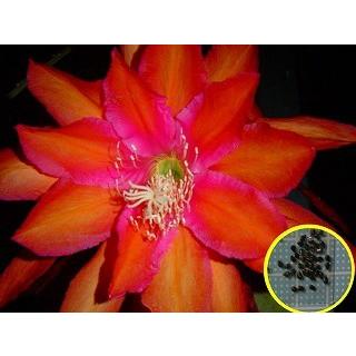 クジャクサボテン Impossible Dream Orchid Cactus Impossible Dream の種子 Cts Ocd Orchid Cactus Impossible Dream 多肉植物ワールド 通販 Yahoo ショッピング