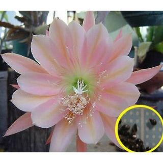 クジャクサボテン(キング・ミダス)(ORCHID CACTUS King Midas)の種子 :  cts-ocd-orchid-cactus-king-midas : 多肉植物ワールド - 通販 - Yahoo!ショッピング