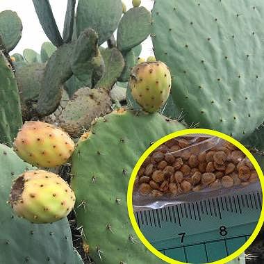 opuntia 'long spine clone’ オプンチア サボテン 多肉 opuntia 'long spine clone' オプンチア サボテン 多肉