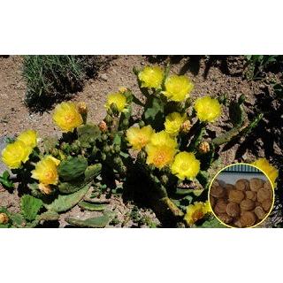 耐寒性オプンチア団扇サボテン フミフサ大判株◇南国ドライガーデン