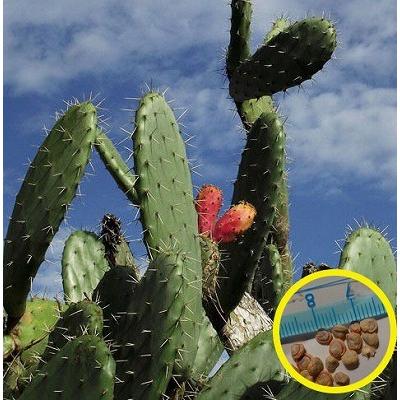 オプンチア・マキシマ 大型宝剣(Opuntia maxima)の種子 : 多肉植物