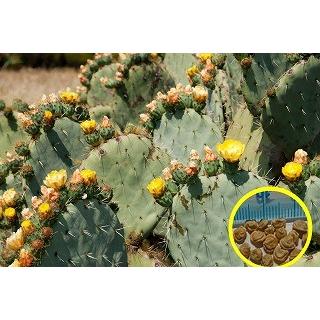 種子15粒 オプンチア ロブスタ(大丸盆)(Opuntia robusta)の種子 : 多肉