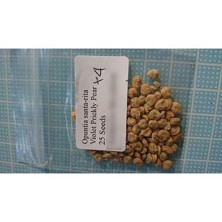 種子20粒 紫色が美しいオプンチア・サンタリタ(Opuntia santarita