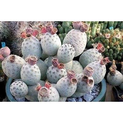 テフロカクタス　フルセット　100種類以上　5粒ずつ テフロカクタスフルセット100種類以上5粒ずつ