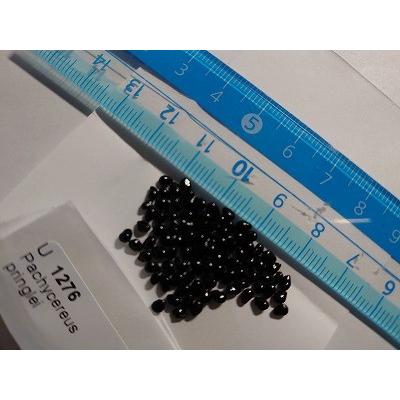 パキケレウス 武倫柱 （ブリンチュウ）(Pachycereus pringlei)の