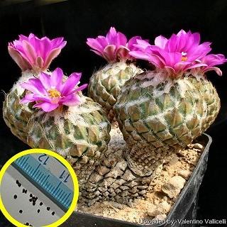 ペレキフォラ 銀牡丹(Pelecyphora strobiliformis)の種子 : 多肉