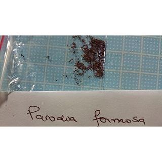 パロディア・フォルモサ(Parodia formosa)の種子｜succulent｜02