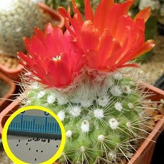 パロディア 銀粧玉(Parodia nivosa)の種子 : 多肉植物ワールド パロディア 銀粧玉(Parodia nivosa)の種子 : 多肉植物ワールド