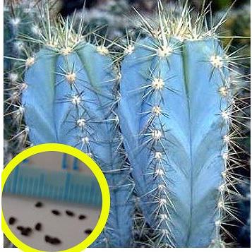 種子10粒 ピロソケレウス ブラデイ HU143(Pilosocereus bradei 種子10粒 ピロソケレウス ブラデイ HU143(Pilosocereus bradei