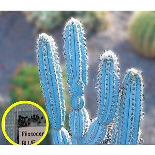 種子15粒 ピロソケレウス・パキクラダス(Pilosocereus 種子15粒 ピロソケレウス・パキクラダス(Pilosocereus