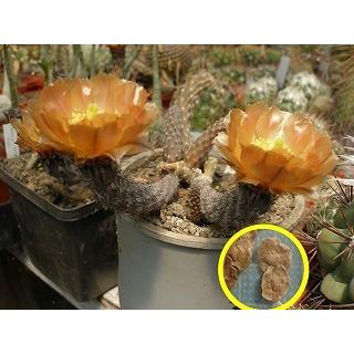 プテロカクタス・ゴンジアニー(Pterocactus gonjianii)の種子 プテロカクタス・ゴンジアニー(Pterocactus gonjianii)の種子
