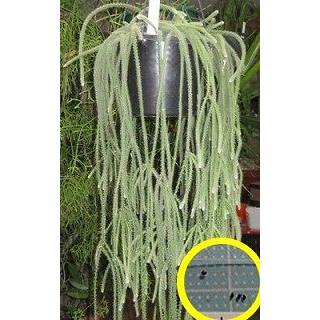 リプサリス ホリダ Rhipsalis Horrida の種子 Cts Rhp Rhipsalis Horrida 多肉植物ワールド 通販 Yahoo ショッピング