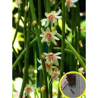 リプサリス プニケオディスクス Rhipsalis Puniceodiscus の種子 Cts Rhp Rhipsalis Puniceodiscus 多肉植物ワールド 通販 Yahoo ショッピング