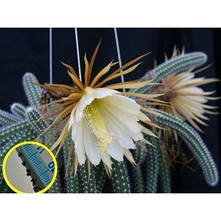 種子20粒 セレニケレウス・バリダス(Selenicereus validus