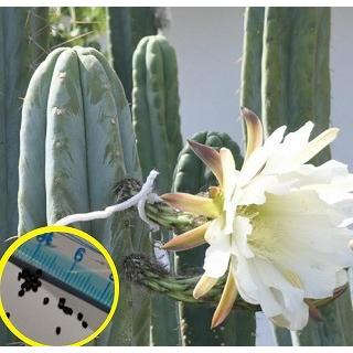 レア Trichocereus macrogonus 大稜柱 レア トリコケレウス属 Trichocereus macrogonus 大稜柱 - メルカリ
