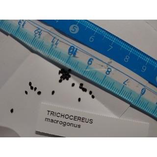 種子20粒 トリコケレウス・マクロゴナス 大稜柱(Trichocereus
